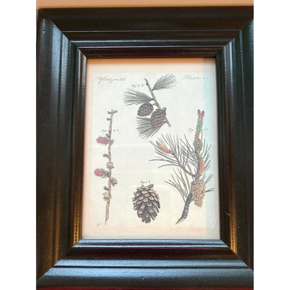 Two Small Decorative Botanical Pine Tree & Cone Prints in Wood Frames